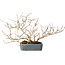 Lagerstroemia indica, 15 cm, ± 10 jaar oud