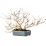 Lagerstroemia indica, 15 cm, ± 10 jaar oud