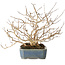 Lagerstroemia indica, 15 cm, ± 10 jaar oud