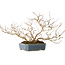 Lagerstroemia indica, 15 cm, ± 10 jaar oud