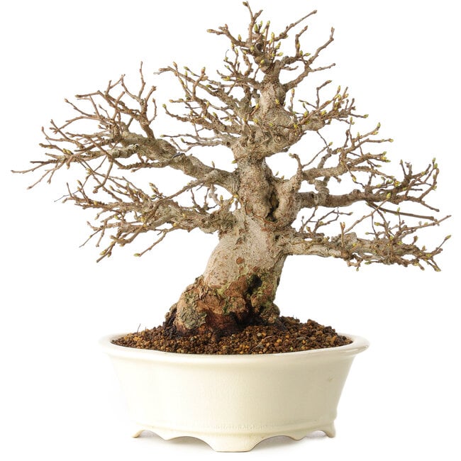 Carpinus coreana, 25 cm, ± 30 anni