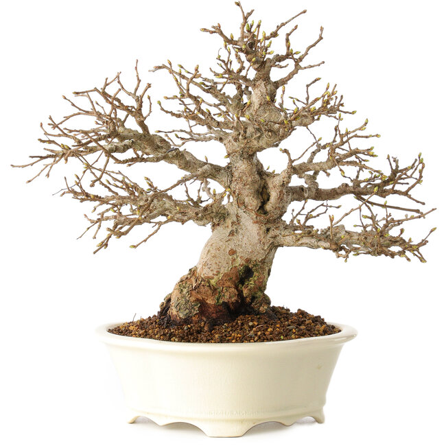 Carpinus coreana, 25 cm, ± 30 jaar oud