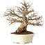 Carpinus coreana, 25 cm, ± 30 Jahre alt