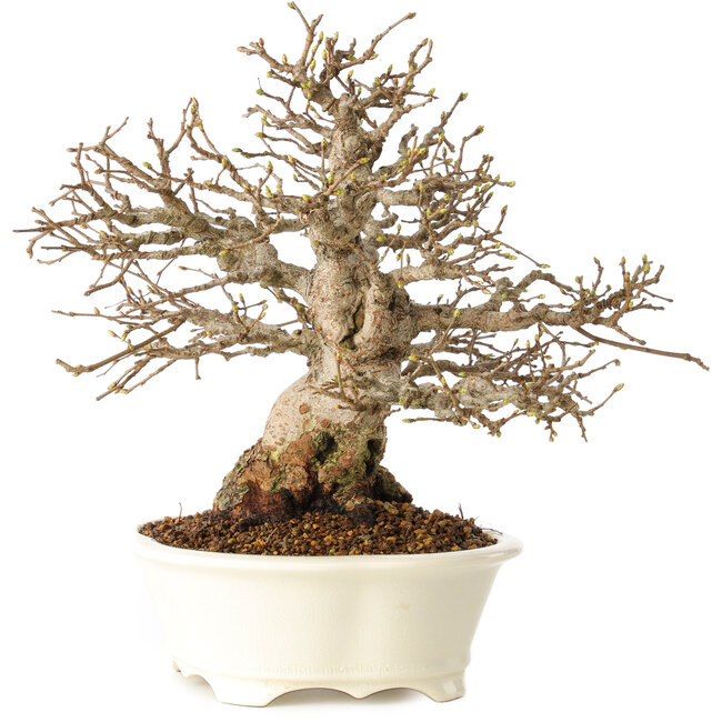 Carpinus coreana, 25 cm, ± 30 ans