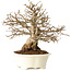 Carpinus coreana, 25 cm, ± 30 jaar oud