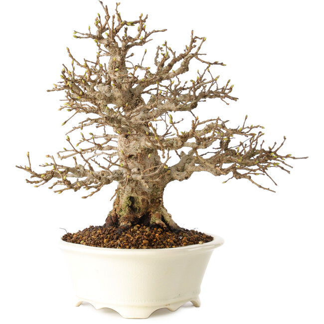 Carpinus coreana, 25 cm, ± 30 ans