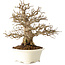 Carpinus coreana, 25 cm, ± 30 jaar oud