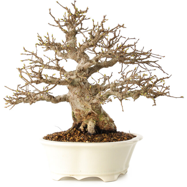 Carpinus coreana, 25 cm, ± 30 ans