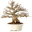Carpinus coreana, 25 cm, ± 30 jaar oud
