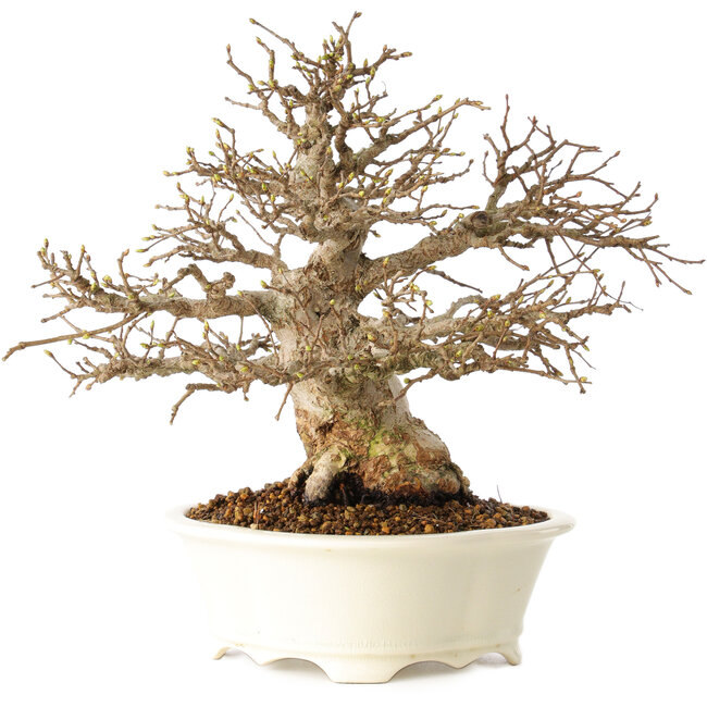 Carpinus coreana, 25 cm, ± 30 years old