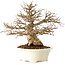 Carpinus coreana, 25 cm, ± 30 Jahre alt