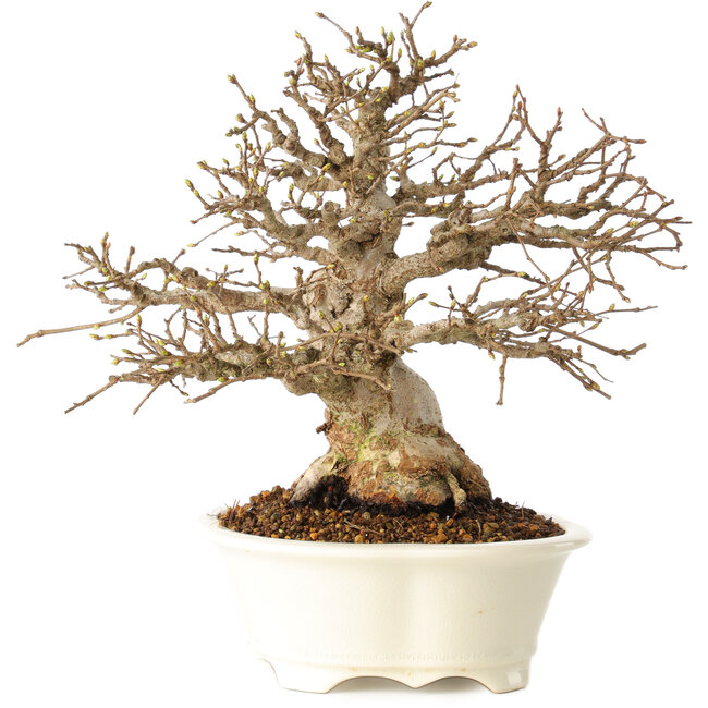 Carpinus coreana, 25 cm, ± 30 ans