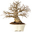 Carpinus coreana, 25 cm, ± 30 Jahre alt