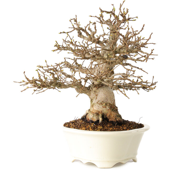 Carpinus coreana, 25 cm, ± 30 ans