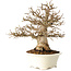 Carpinus coreana, 25 cm, ± 30 Jahre alt