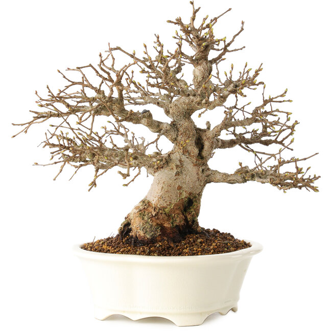 Carpinus coreana, 25 cm, ± 30 anni