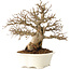 Carpinus coreana, 25 cm, ± 30 Jahre alt