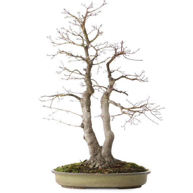 Acer palmatum, 63 cm, ± 30 years old, with a nebari of 20 cm
