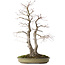 Acer palmatum, 63 cm, ± 30 years old, with a nebari of 20 cm
