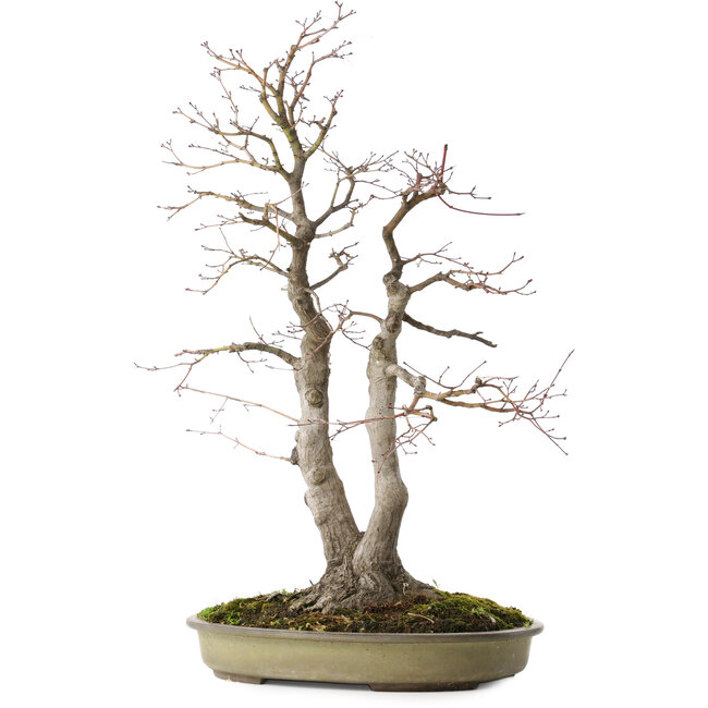 Acer palmatum, 63 cm, ± 30 Jahre alt, mit einem Nebari von 20 cm