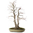 Acer palmatum, 63 cm, ± 30 years old, with a nebari of 20 cm