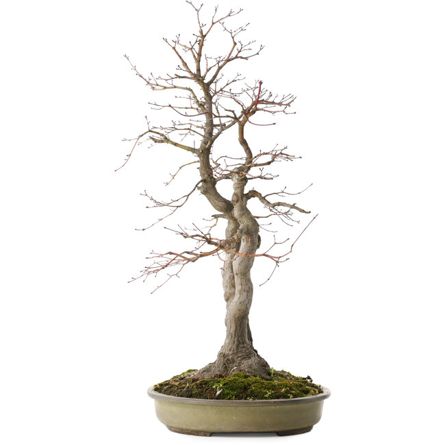 Acer palmatum, 63 cm, ± 30 years old, with a nebari of 20 cm