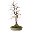 Acer palmatum, 63 cm, ± 30 years old, with a nebari of 20 cm