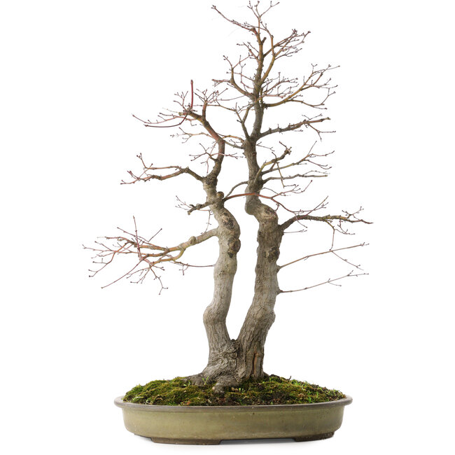 Acer palmatum, 63 cm, ± 30 years old, with a nebari of 20 cm