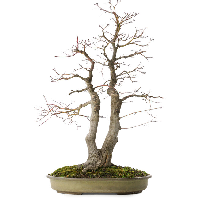Acer palmatum, 63 cm, ± 30 Jahre alt, mit einem Nebari von 20 cm