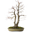 Acer palmatum, 63 cm, ± 30 years old, with a nebari of 20 cm