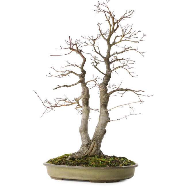 Acer palmatum, 63 cm, ± 30 years old, with a nebari of 20 cm