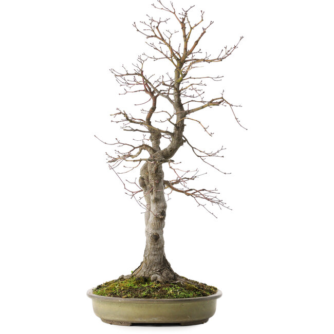 Acer palmatum, 63 cm, ± 30 years old, with a nebari of 20 cm