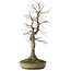 Acer palmatum, 63 cm, ± 30 years old, with a nebari of 20 cm