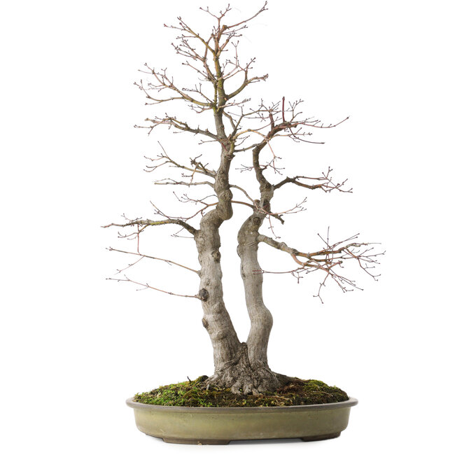 Acer palmatum, 63 cm, ± 30 Jahre alt, mit einem Nebari von 20 cm