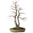 Acer palmatum, 63 cm, ± 30 years old, with a nebari of 20 cm