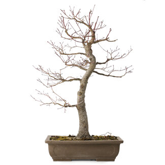 Acer palmatum, 58 cm, ± 30 jaar oud