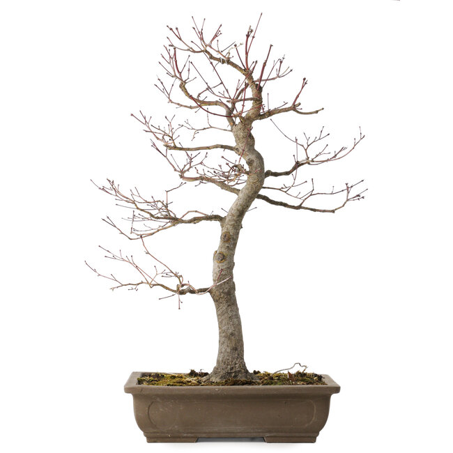 Acer palmatum, 58 cm, ± 30 jaar oud, met een nebari van 12 cm