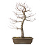 Acer palmatum, 58 cm, ± 30 jaar oud, met een nebari van 12 cm