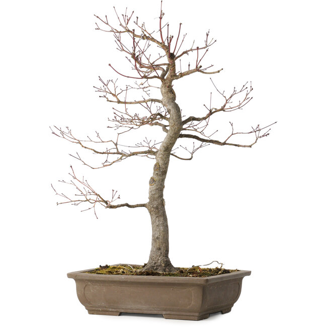 Acer palmatum, 58 cm, ± 30 ans, avec un nebari de 12 cm