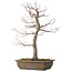 Acer palmatum, 58 cm, ± 30 jaar oud, met een nebari van 12 cm