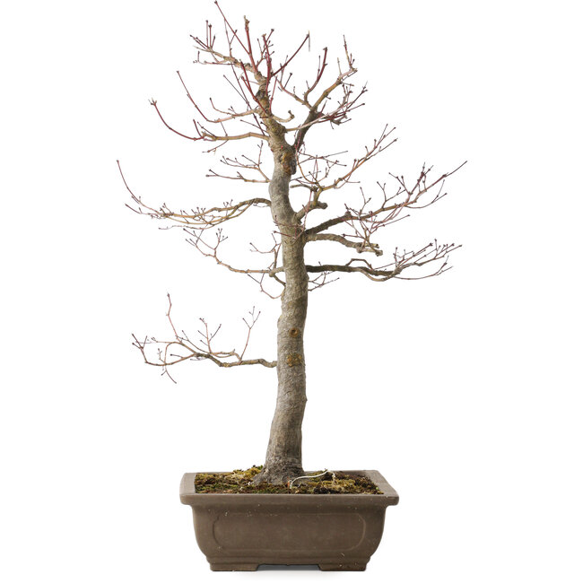 Acer palmatum, 58 cm, ± 30 años, con un nebari de 12 cm