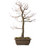 Acer palmatum, 58 cm, ± 30 anni, con un nebari di 12 cm