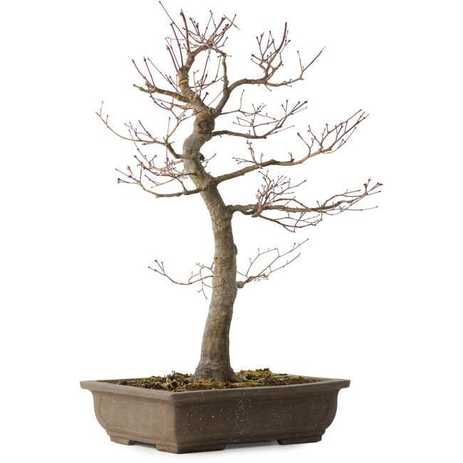 Acer palmatum, 58 cm, ± 30 Jahre alt, mit einem Nebari von 12 cm