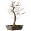 Acer palmatum, 58 cm, ± 30 jaar oud, met een nebari van 12 cm