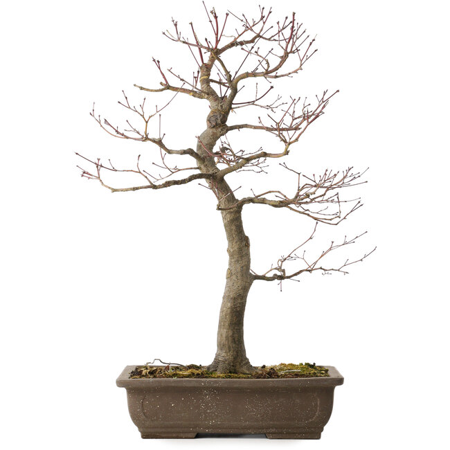 Acer palmatum, 58 cm, ± 30 anni, con un nebari di 12 cm