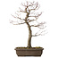 Acer palmatum, 58 cm, ± 30 jaar oud, met een nebari van 12 cm
