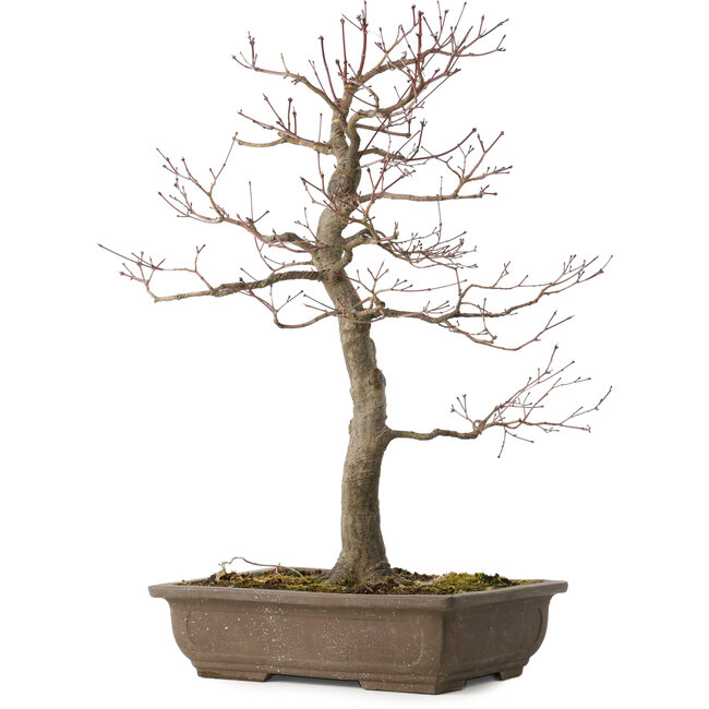 Acer palmatum, 58 cm, ± 30 años, con un nebari de 12 cm
