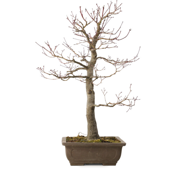 Acer palmatum, 58 cm, ± 30 años, con un nebari de 12 cm