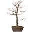 Acer palmatum, 58 cm, ± 30 jaar oud, met een nebari van 12 cm