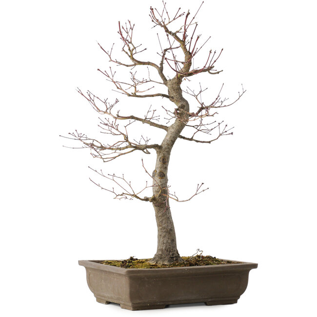 Acer palmatum, 58 cm, ± 30 años, con un nebari de 12 cm